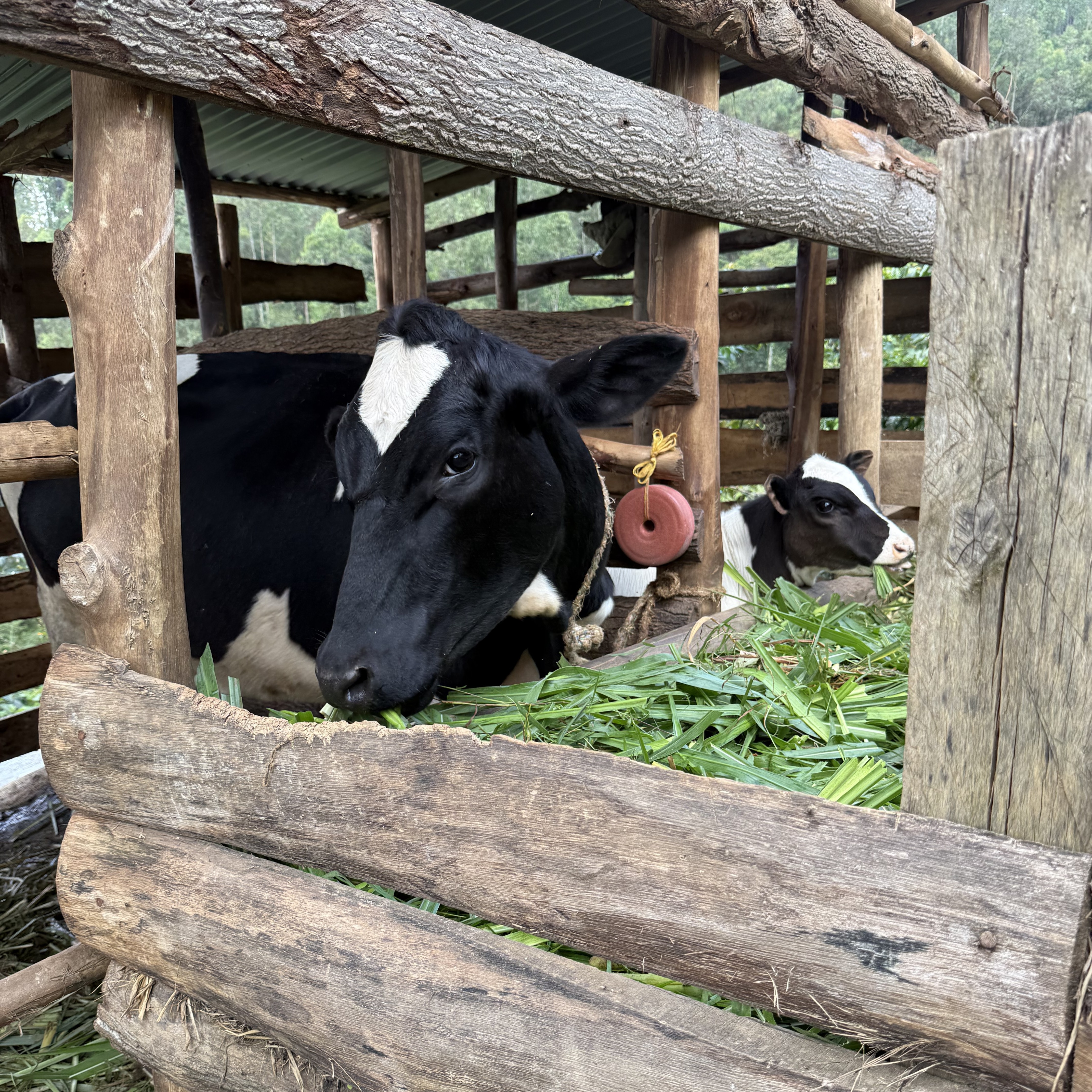 Rwanda Kilimbi Natural(24/25年クロップ) | ORIGIN COUNTRIES for
